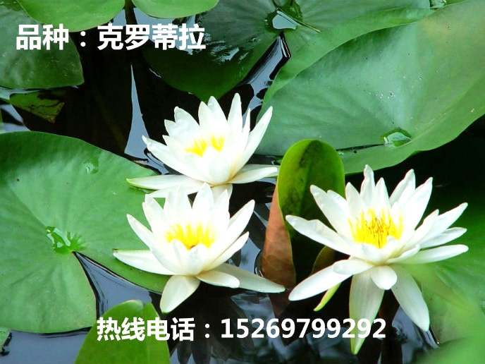 睡蓮的切花栽培技術(shù)