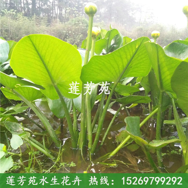 萍蓬草