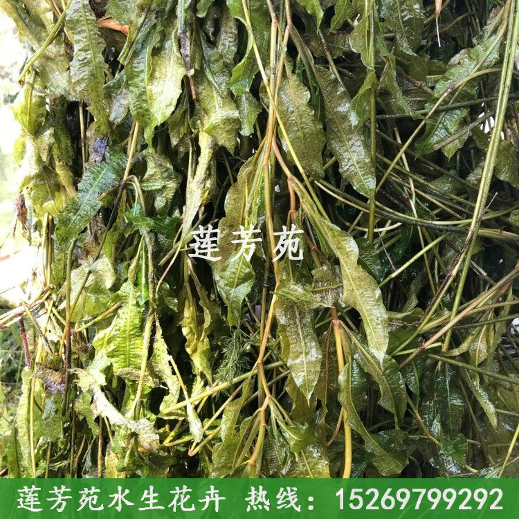 馬來(lái)眼子菜