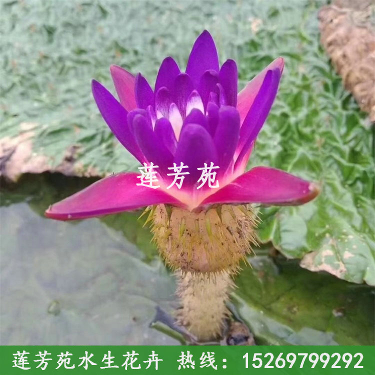 芡實(shí)花