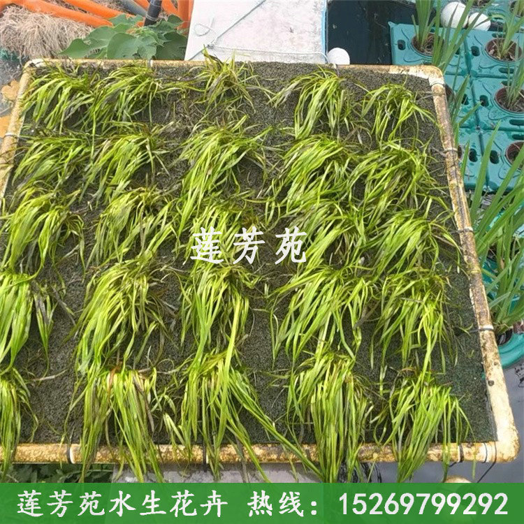 1聚酯纖維生態(tài)沉床.jpg