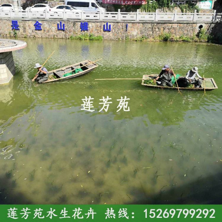 9南京苦草種植.jpg